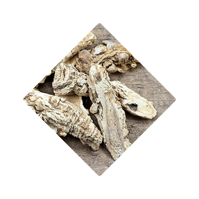 ANGELICA ROOT