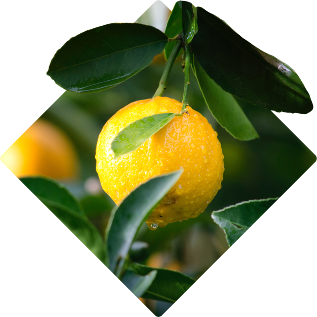 Lemons
