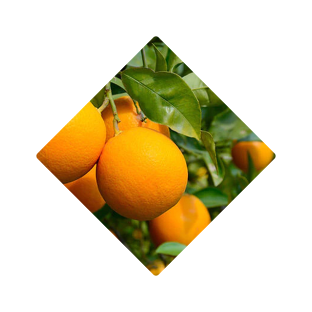 ORANGE PEEL